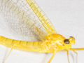 Heptagenia sulphurea